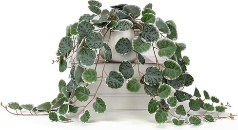 Briful Fake Plants 16'' Artificial String of Hearts Plants with Ceramic Pot Faux Draping Ceropegia Woodii Succulent Plants for Home Bedroom Table Shelf Office Hotel Decor in Kuwait