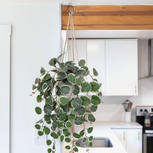 Briful Fake Plants 16'' Artificial String of Hearts Plants with Ceramic Pot Faux Draping Ceropegia Woodii Succulent Plants for Home Bedroom Table Shelf Office Hotel Decor in Kuwait