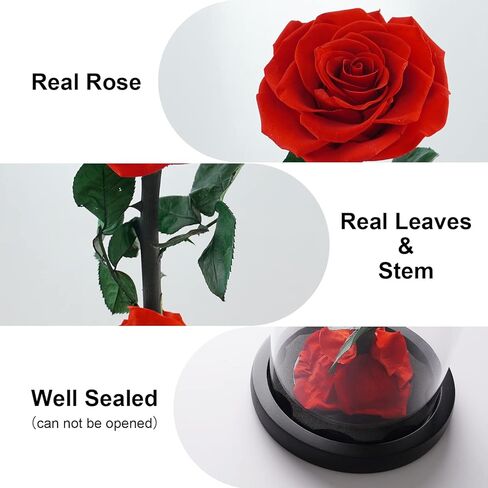 وردة حقيقية محفوظة في قبة زجاجية من فاري فلورال هدية لعيد الام وعيد الشكر والكريسماس وعيد الحب واعياد الميلاد (احمر) in Kuwait