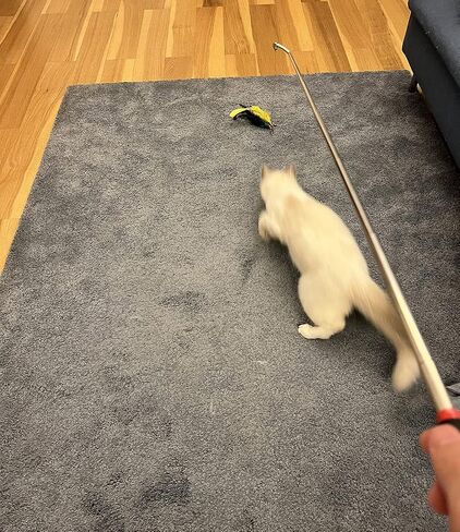 JOCYI Cat Feather Toys-2PCS Retractable Cat Wand Toy 33Inch-10PCS Feathers Teaser Replacements with Bell,Spring and 27 inchs nylon thread Connection Feather,Easier to simulate the cat's preferred prey in Saudi Arabia