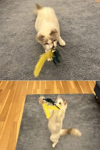 JOCYI Cat Feather Toys-2PCS Retractable Cat Wand Toy 33Inch-10PCS Feathers Teaser Replacements with Bell,Spring and 27 inchs nylon thread Connection Feather,Easier to simulate the cat's preferred prey in Saudi Arabia