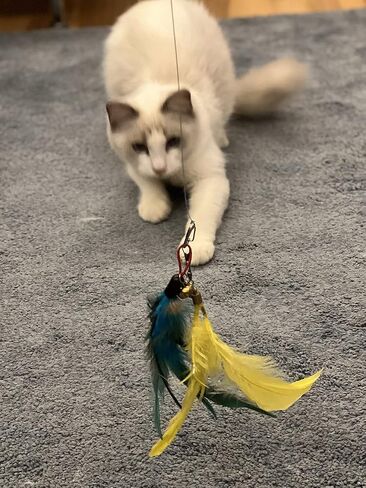 JOCYI Cat Feather Toys-2PCS Retractable Cat Wand Toy 33Inch-10PCS Feathers Teaser Replacements with Bell,Spring and 27 inchs nylon thread Connection Feather,Easier to simulate the cat's preferred prey in Saudi Arabia