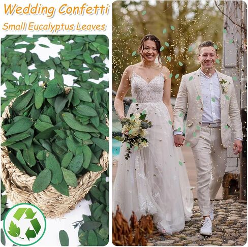3500+ أوراق الأوكالبتوس الحقيقية الصغيرة المحفوظة - 100٪ كتلة الأوكالبتوس المجففة الطبيعية، أوراق الزفاف الطازجة القابلة للتحلل الحيوي للاحتفالات السنوية، قصاصات الورق، بتلات فتاة الزهور، حمامات الزفاف، ديكور الحفلات in Kuwait
