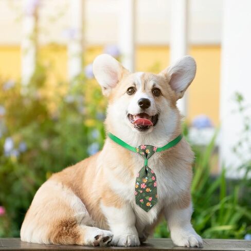 مجموعة من 100 قطعة من طوق ربطة عنق الكلب المنقوشة تتضمن ربطات عنق للكلاب، وربطة عنق للكلاب، وأقواس عيد الحب قابلة للتعديل للكلاب الصغيرة والمتوسطة (منقوشة) in Kuwait