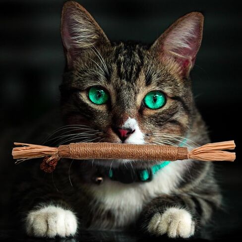 جي دي جي دي اس واي عصي مضغ النعناع البري، عصي فضية طبيعية للقطط لتنظيف اسنان القطط in Kuwait