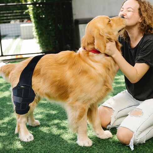 دعامة ركبة الكلب من بيتمنجهام لعلاج الرباط الصليبي الأمامي، وخلع غطاء الركبة، والتهاب المفاصل - آلام المفاصل، والتهاب العضلات - تعافي أفضل - يقلل الألم والالتهاب - دعامات الساق الخلفية للكلاب قابلة للتعديل (الحجم: S) in Kuwait