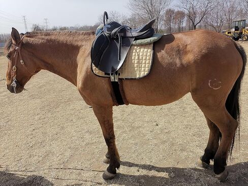 Fleece Padded Girth with Heavy Duty Elastic Belts & Stainless Hardware, Multi Colors, Multi Sizes in Kuwait