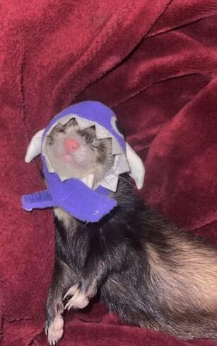 Ferret Costume Cartoon Animal Shape Pet Cap Hamster Guinea Pig Party Cosplay Animal Ear Cap Headwear Kitten Cat Hat Photo Booth (Bunny) in Saudi Arabia