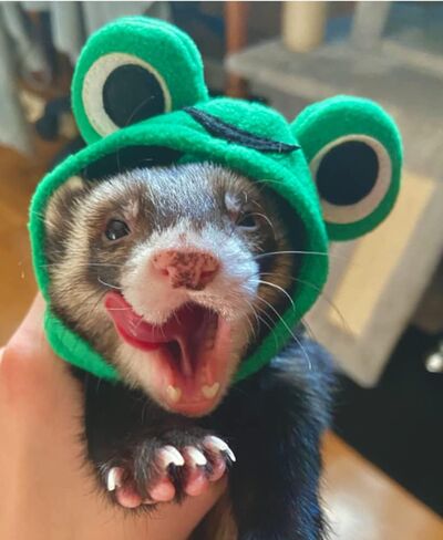 Ferret Costume Cartoon Animal Shape Pet Cap Hamster Guinea Pig Party Cosplay Animal Ear Cap Headwear Kitten Cat Hat Photo Booth (Bunny) in Saudi Arabia