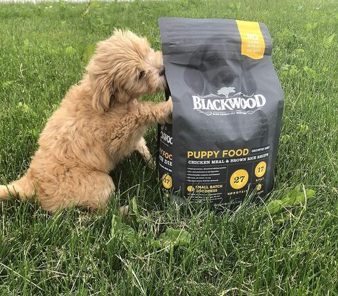 بلاكوود أغذية الحيوانات الأليفة الجرو الجاف للكلاب نظام غذائي النمو [طعام طبيعي للكلاب لجميع سلالات وأحجام الجراء]، وجبة الدجاج وصفة الأرز البني، كيس 30 رطل، وجبة الدجاج والأرز البني طعام الجراء in Kuwait