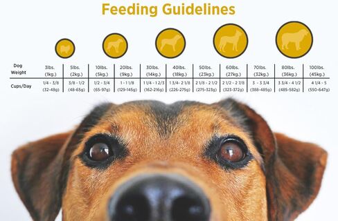 بلاكوود أغذية الحيوانات الأليفة الجرو الجاف للكلاب نظام غذائي النمو [طعام طبيعي للكلاب لجميع سلالات وأحجام الجراء]، وجبة الدجاج وصفة الأرز البني، كيس 30 رطل، وجبة الدجاج والأرز البني طعام الجراء in Kuwait