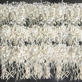 100 قطعة من زهور أنفاس الطفل المجففة والمضغوطة باللون الأبيض - 100% طبيعية 5 بوصات مسطحة وجافة جدًا من فروع زهرة جيبسوفيلا الصغيرة لحفلات الزفاف، إكسسوار الشعر، فن الراتنج الزهري، ديكور حفلات المنزل in Kuwait