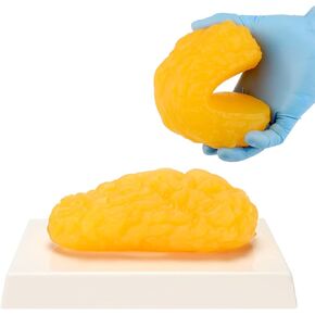 LYOU Human Body Fat Replica, 1 lb Fat Anatomy Model for Anatomy Class Display, Stay Healthy, Weight Loss Motivation Reminder