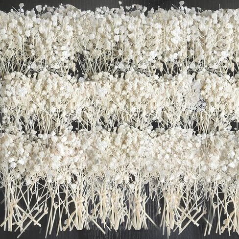 100 قطعة من زهور أنفاس الطفل المجففة والمضغوطة باللون الأبيض - 100% طبيعية 5 بوصات مسطحة وجافة جدًا من فروع زهرة جيبسوفيلا الصغيرة لحفلات الزفاف، إكسسوار الشعر، فن الراتنج الزهري، ديكور حفلات المنزل in Kuwait