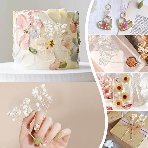 100 قطعة من زهور أنفاس الطفل المجففة والمضغوطة باللون الأبيض - 100% طبيعية 5 بوصات مسطحة وجافة جدًا من فروع زهرة جيبسوفيلا الصغيرة لحفلات الزفاف، إكسسوار الشعر، فن الراتنج الزهري، ديكور حفلات المنزل in Kuwait