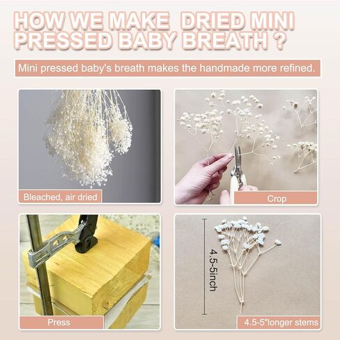 100 قطعة من زهور أنفاس الطفل المجففة والمضغوطة باللون الأبيض - 100% طبيعية 5 بوصات مسطحة وجافة جدًا من فروع زهرة جيبسوفيلا الصغيرة لحفلات الزفاف، إكسسوار الشعر، فن الراتنج الزهري، ديكور حفلات المنزل in Kuwait