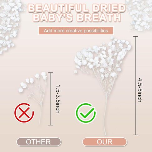 100 قطعة من زهور أنفاس الطفل المجففة والمضغوطة باللون الأبيض - 100% طبيعية 5 بوصات مسطحة وجافة جدًا من فروع زهرة جيبسوفيلا الصغيرة لحفلات الزفاف، إكسسوار الشعر، فن الراتنج الزهري، ديكور حفلات المنزل in Kuwait