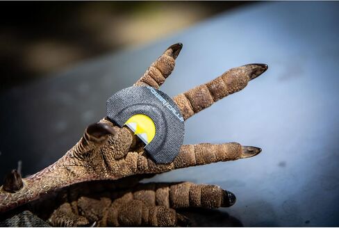 Power Calls Higdon Outdoors Yelper Turkey Call in Saudi Arabia