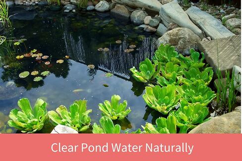 شفاطة شعير سائل كنوت آند شل للبحيرات وأحواض الأسماك - آمنة للأسماك والنباتات والحيوانات الأليفة وبركة الحياة البرية - تقلل بشكل طبيعي من النترات والفوسفات - 473 مل in Kuwait