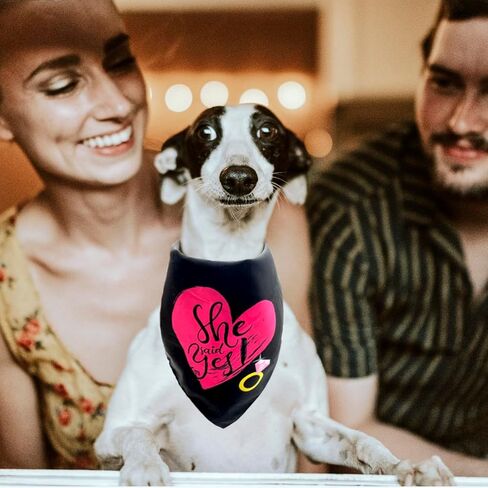 Do-Dottii My Humans يتزوجون قالت نعم باندانا الكلب لصور الزفاف، هدية الخطوبة، هدية دش الزفاف، باندانا الكلب، باندانا زفاف الكلب، إعلان الخطوبة، باندانا الكلب (أسود + أبيض) in Kuwait