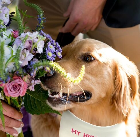 Do-Dottii My Humans يتزوجون قالت نعم باندانا الكلب لصور الزفاف، هدية الخطوبة، هدية دش الزفاف، باندانا الكلب، باندانا زفاف الكلب، إعلان الخطوبة، باندانا الكلب (أسود + أبيض) in Kuwait