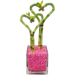 Athena's Garden Dual Heart Bamboo Plants Live Lucky Bamboo Stalks Indoor Plants in Glass Vase and Red Rock (BA-HS0810SQ4PRRed) in Kuwait