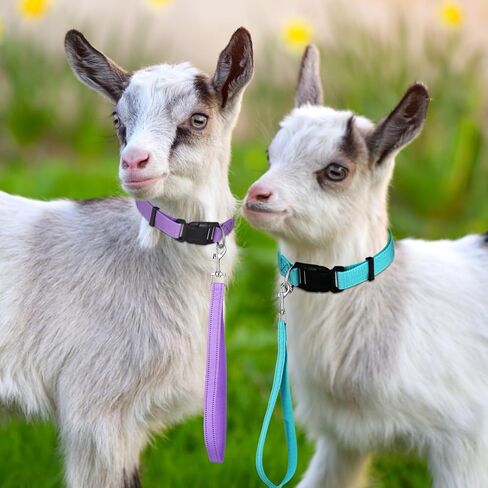 حبل ماعز قصير من النايلون بطول 12 انش من ابي لايك مع تصميم شريط عاكس للضوء لحيوانات المزرعة الصغيرة والبقر والاغنام والماعز والحصان والكلاب الكبيرة والمشي in Kuwait