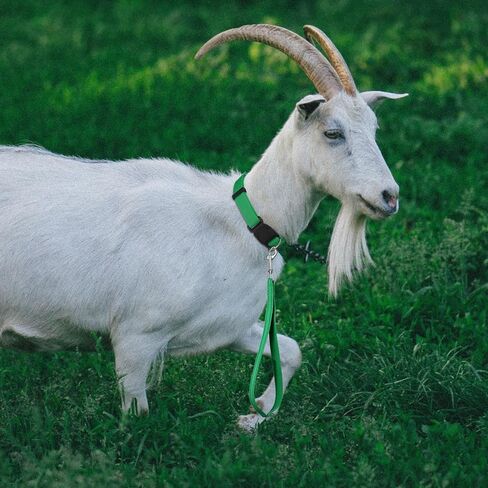 حبل ماعز قصير من النايلون بطول 12 انش من ابي لايك مع تصميم شريط عاكس للضوء لحيوانات المزرعة الصغيرة والبقر والاغنام والماعز والحصان والكلاب الكبيرة والمشي in Kuwait