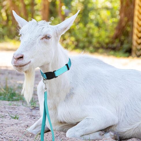 حبل ماعز قصير من النايلون بطول 12 انش من ابي لايك مع تصميم شريط عاكس للضوء لحيوانات المزرعة الصغيرة والبقر والاغنام والماعز والحصان والكلاب الكبيرة والمشي in Kuwait