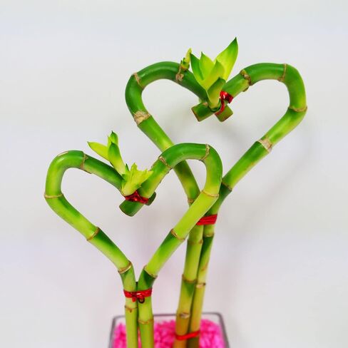 Athena's Garden BA-HS0810SQ4PRRED Dual Heart Shape Lucky Bamboo, One Size, Clear Vase with Red Rocks in Kuwait