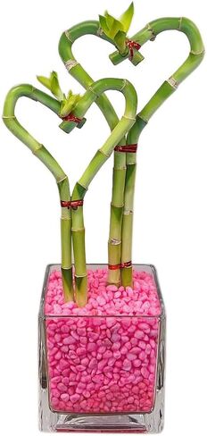 Athena's Garden BA-HS0810SQ4PRRED Dual Heart Shape Lucky Bamboo, One Size, Clear Vase with Red Rocks in Kuwait