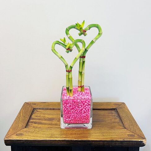 Athena's Garden BA-HS0810SQ4PRRED Dual Heart Shape Lucky Bamboo, One Size, Clear Vase with Red Rocks in Kuwait