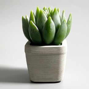 EMOHOME Lavender Scented Candle, Aromatherapy Succulent Candle Set with Real Terracotta Pot for Home Party Decors and Warm Gifts. in Saudi Arabia