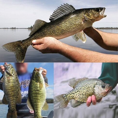 رؤوس تهزهز دائرية لصيد الأسماك، رؤوس تهزهز مطلية، رؤوس ووالي باس، خطافات صيد سمك الكرابي 3/8 أونصة 1/4 أونصة 3/16 أونصة 1/8 أونصة 1/16 أونصة، تشكيلة 25-50 حزمة in Kuwait