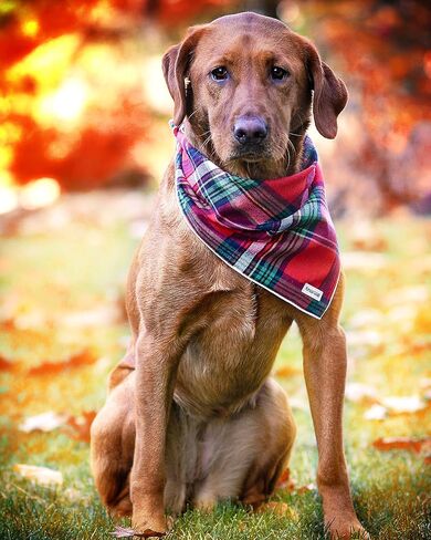 Christmas Dog Bandana in Tartan Plaid - Holiday Cozy Red Flannel Plaid Pet Bandana. Cute Dog Accessory for Fall and Winter for Large Medium and Small Dogs. in Saudi Arabia