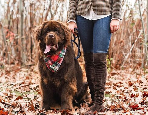 Christmas Dog Bandana in Tartan Plaid - Holiday Cozy Red Flannel Plaid Pet Bandana. Cute Dog Accessory for Fall and Winter for Large Medium and Small Dogs. in Saudi Arabia