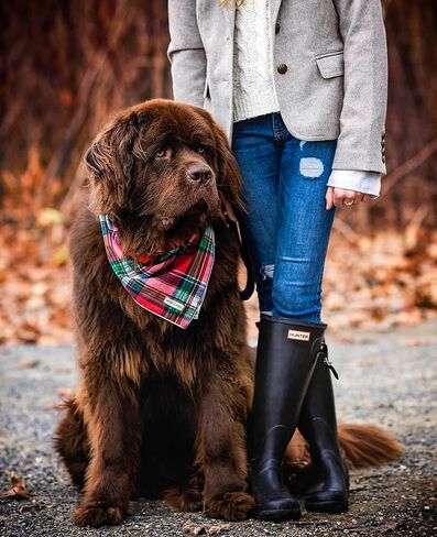 Christmas Dog Bandana in Tartan Plaid - Holiday Cozy Red Flannel Plaid Pet Bandana. Cute Dog Accessory for Fall and Winter for Large Medium and Small Dogs. in Saudi Arabia