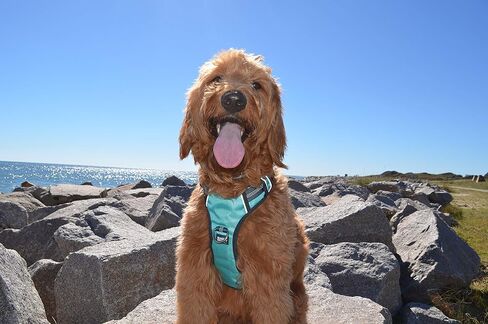 Black Rhino - The Comfort Dog Harness with Mesh Padded Vest for Small - Large Breeds | Adjustable | Reflective (Medium, Black/Bl) in Kuwait