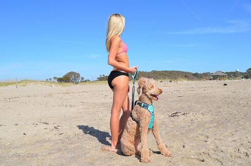 Black Rhino - The Comfort Dog Harness with Mesh Padded Vest for Small - Large Breeds | Adjustable | Reflective (Medium, Black/Bl) in Kuwait