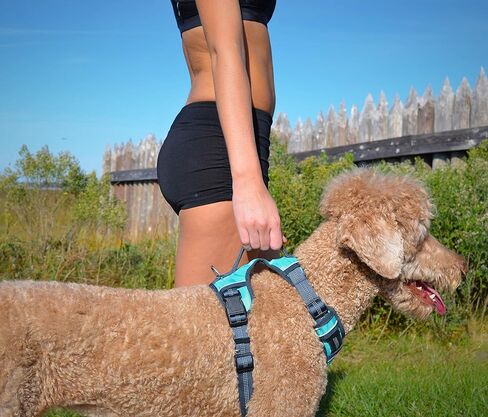 Black Rhino - The Comfort Dog Harness with Mesh Padded Vest for Small - Large Breeds | Adjustable | Reflective (Medium, Black/Bl) in Kuwait