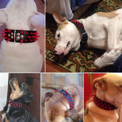 طوق بيري بت المرصع بالكلاب - أطواق جلدية أنيقة للكلاب - عرض 2 بوصة مناسب للكلاب المتوسطة والكبيرة - مثل بيتبول ماستيف - مسامير سوداء وجلد أسود، 17-20 بوصة in Kuwait