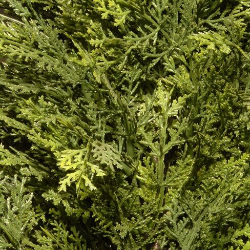 National Tree Company Artificial Shrub | Includes Pot Base | Arborvitae - 36 Inch in Saudi Arabia