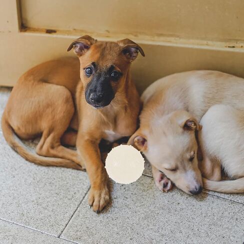 Ipetboom 2Pieces Dog Glow Ball Toys,2 Inch Diameter Squeaky Dog Toy Balls Puppy Chew Toys for Teething, Dog Biting Ball Toy Dog Interactive Fetch Toys in Kuwait