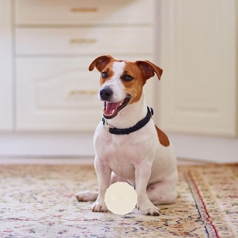 Ipetboom 2Pieces Dog Glow Ball Toys,2 Inch Diameter Squeaky Dog Toy Balls Puppy Chew Toys for Teething, Dog Biting Ball Toy Dog Interactive Fetch Toys in Kuwait