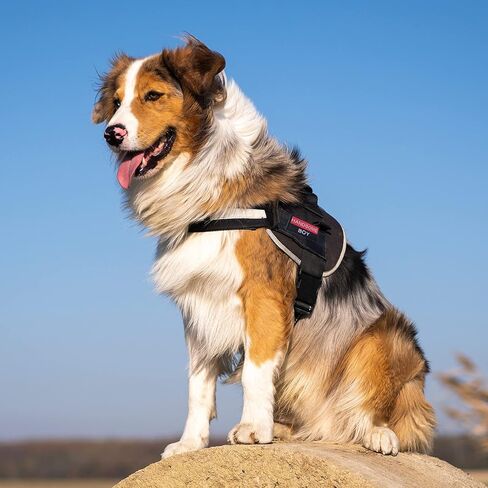 GYGYL 10Pcs Service Dog Patches, Ask to Pet Do Not Pet Patch, Tactical Pet in Training, Embroidered Fastener Hook and Loop Patch for Dog Vest Harnesses Collars in Kuwait