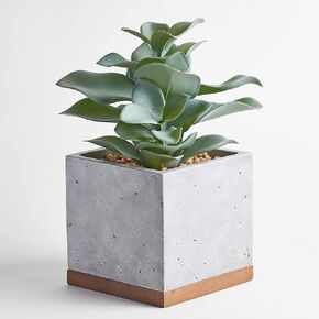 Seirai Living Co. نباتات عصارية صناعية مقاس 8 بوصات في الأواني، ديكور نباتات اصطناعية، نباتات عصارية صناعية، نباتات مكتبية وهمية، ديكور رف طاولة القهوة (أخضر حكيم) in Kuwait