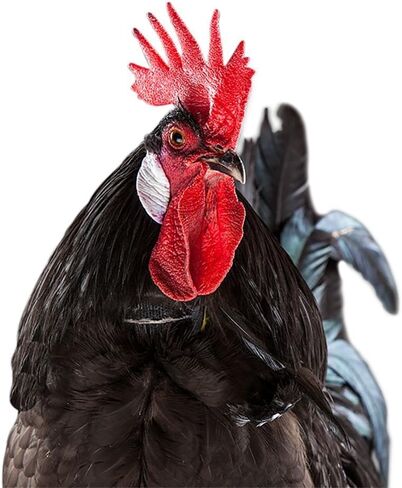 No-Crow Rooster Collar (XS): Reduce Loud Crowing for Roosters, Pain-Free Training Collar in Saudi Arabia