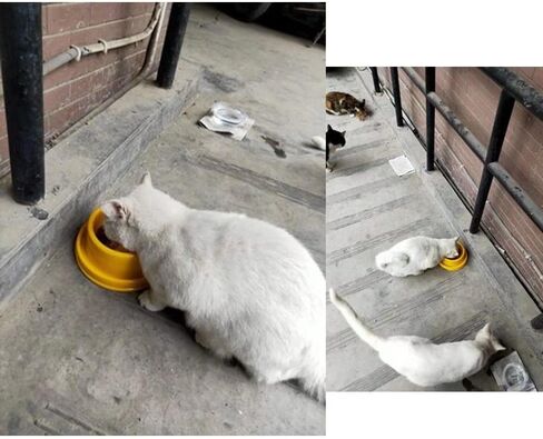 تيسون وعاء طعام مرتفع للكلاب والقطط والجراء بتصميم دائري مضاد للانسكاب وملون ومضاد للنمل، وعاء طعام للحيوانات الصغيرة in Kuwait