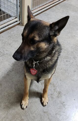 ActiveDogs 2"x2.5" Engraved Service Dog Travel ID Tag, Double-Sided Working K9 Plastic Pet Shield Tag - Red in Saudi Arabia