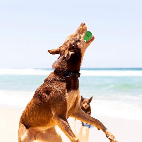 6 قطع من ألعاب اللاتكس للكلاب تصدر صوت صرير من المطاط الناعم، ألعاب مضغ تصدر صوت صرير مجموعات حيوانات مضحكة، لعبة تفاعلية للحيوانات الأليفة، لعبة جلب للكلاب الصغيرة والمتوسطة in Kuwait